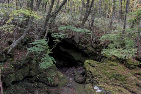 Quel monstre se cache dans cette grotte Un Renard en Corée