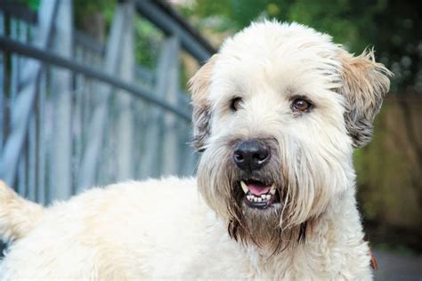 How Much Does A Soft Coated Wheaten Terrier Cost