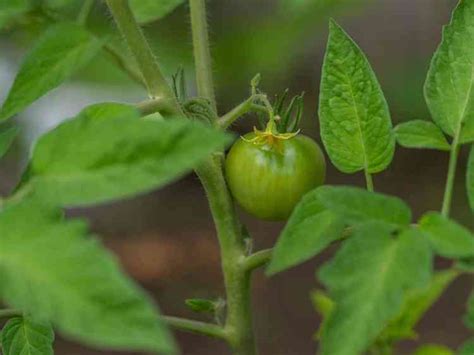 7 Small Tomato Plant Varieties to Consider - Gardening Channel