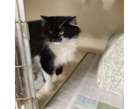 Kittanning Pa Domestic Longhair Meet Buffy A Pet For Adoption