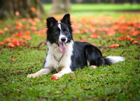 Border Collie Dog Breed Health and Care | PetMD