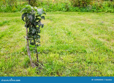 Columnar Young Apple Tree Growing Stock Photo - Image of country, harvest: 125904044