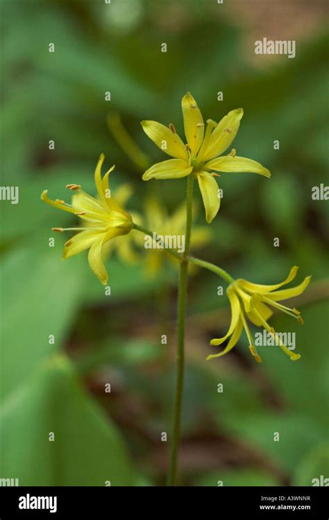 A Blue Bead Lily Clintonia Borealis Flowers At Chapel Beach In Pictured