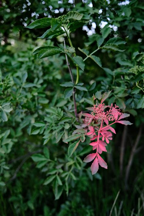 Plants with Dark Green Leaves · Free Stock Photo