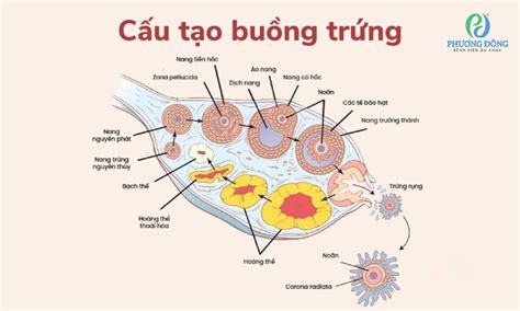 Buồng Trứng Khái Niệm Chức Năng Và Các Bệnh Lý Thường Gặp