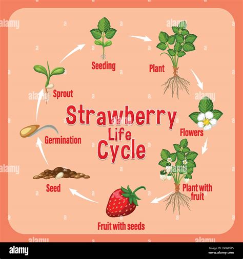 Life Cycle Of Strawberry Diagram Illustration Stock Vector Image Art