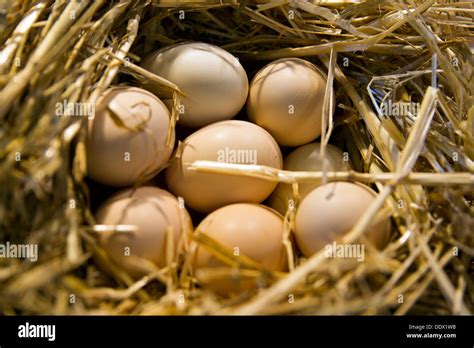 Mallard Duck Eggs Hi Res Stock Photography And Images Alamy