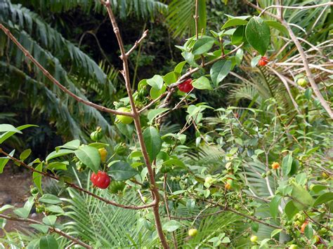 Eugenia Uniflora L Myrtaceae Fotografiado En Las P Flickr