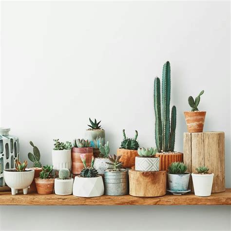 10 Best Indoor Cactus Plants For Your Indoor Home Garden | LBB