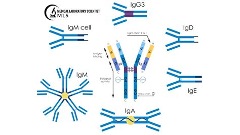 Immunoglobulin Archives - Medical Laboratory Scientist - MLS