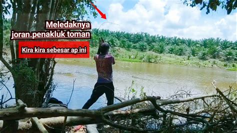 Mancing Ikan Toman Mledaknya Joran Di Sambar Monster Toman Sampai