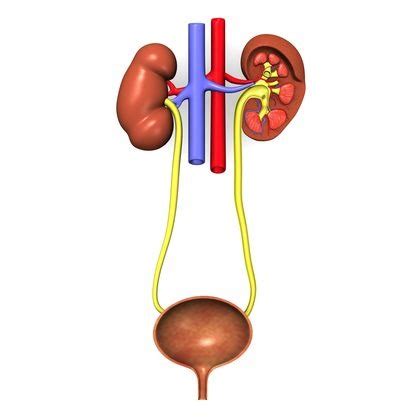 Diagram Excretory System Diagram Quizlet