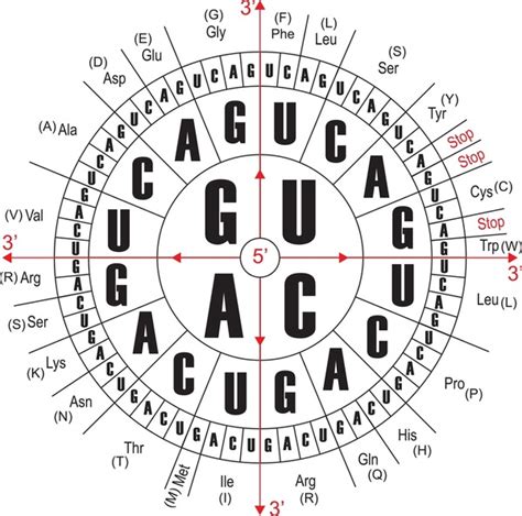 Codon Chart Over 39 Royalty Free Licensable Stock Illustrations