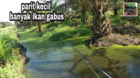 PARIT PERKEBUNAN KELAPA SAWIT SARANGNYA IKAN GABUS CASTING IKAN