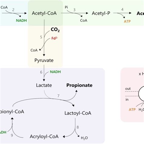 Proposed Metabolism Of Ethanol Fermentation To Propionate Via The Download Scientific Diagram