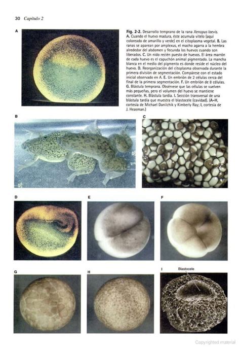 Biología del Desarrollo Gilbert 7a edición pdf