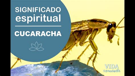 Significado Espiritual De La Cucaracha Mensajes Ocultos Cucaracha