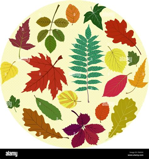 Vector Set Of Different Colorful Autumn Leaves Stock Vector Image And Art