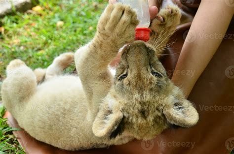 zookeeper feeding baby lion 25010906 Stock Photo at Vecteezy