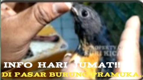 Info Hari Jumat Di Kios Skj Pasar Burung Pramuka Youtube