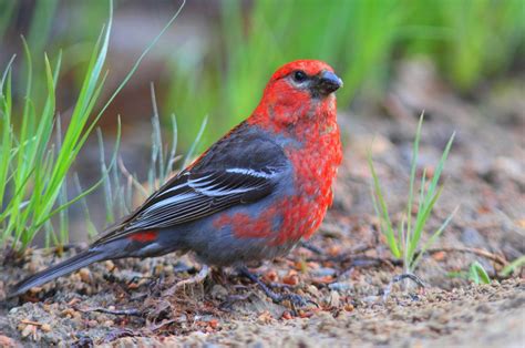 Pine Grosbeak Pine, Animals, Pine Tree, Animales, Animaux, Animal, Animais