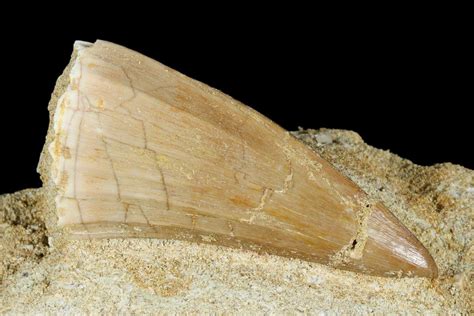 1 5 Mosasaur Mosasaurus Tooth In Rock Morocco 179333 For Sale