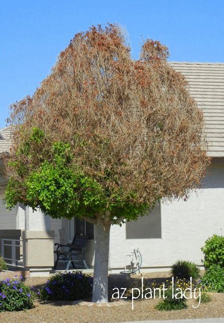 How Much Water Does A Ficus Tree Need In Arizona Devin Kitchens