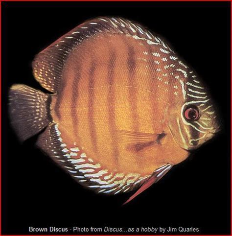 Discus Strain Database Fish Discus Fish Discus