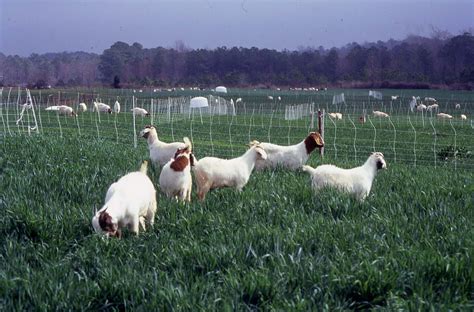 Goat Artificial Insemination Short Course | NC State Extension