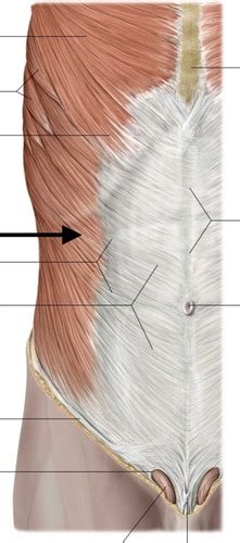 Anterior Abdominal Wall Flashcards Quizlet