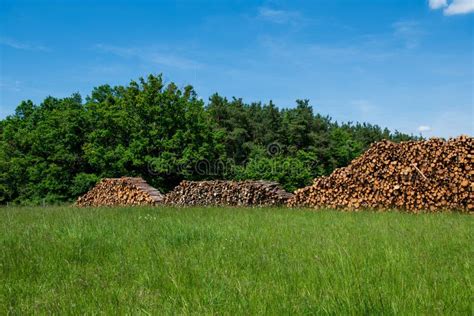 Tree Logs Stacked High In A Forest With Blue Sky Background Stock