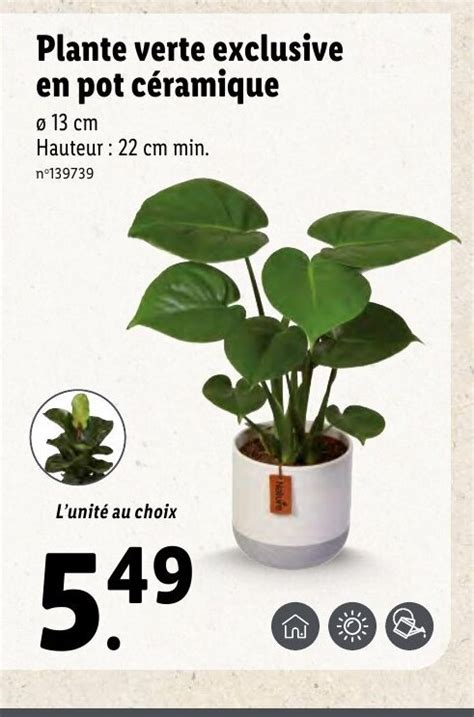 Promo Plante Verte Exclusive En Pot C Ramique Chez Lidl