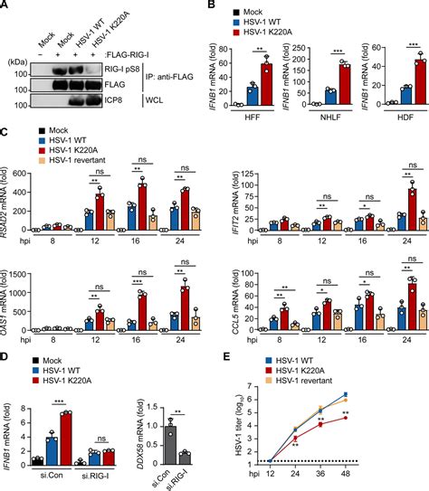 The US3 Kinase of Herpes Simplex Virus Phosphorylates the RNA Sensor