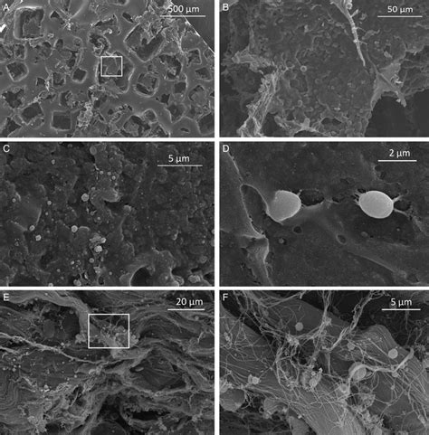 Representative scanning electron micrographs. (A) Textured surface ... 