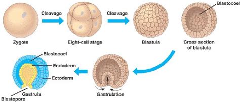 Image Result For Endoderm Ectoderm Mesoderm Embryonic Development Life Sciences Development