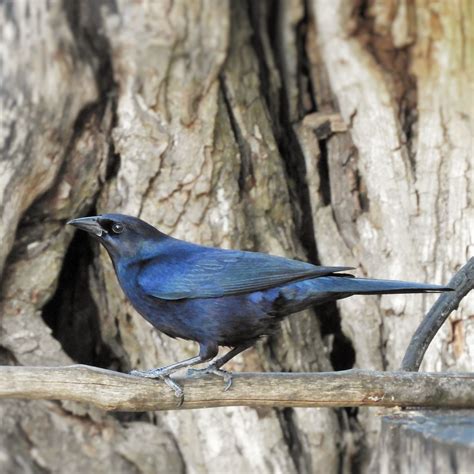 Cuban Blackbird Casa Ana Playa Larga Cuba Jan Mersey Flickr