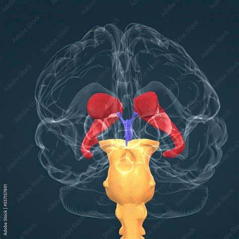 Anatomy of the basal ganglia Stock Illustration | Adobe Stock