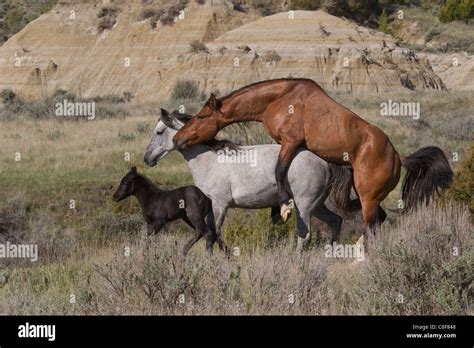 Photos Of Human Mating Naked Scene