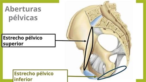 Pelvimetria Estudio De Ginecologia Y Obs PPT