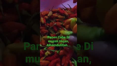 Panen Cabe Di Musim Hujan Tetap Sukses Alhamdulillah Youtube