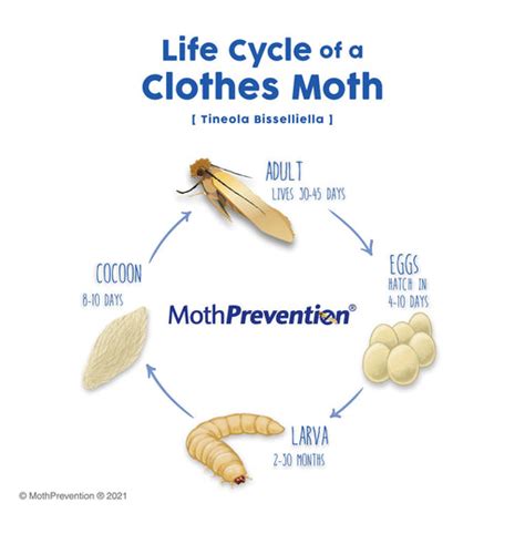 food moths  clothes moths  differences  matter