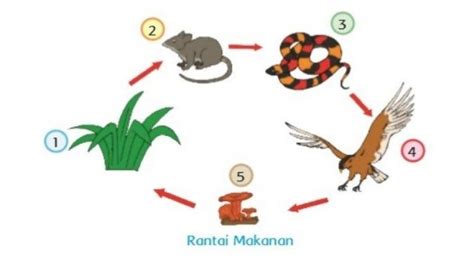 Rantai Makanan Adalah Apa Defenisi Hingga Proses Dari Produsen