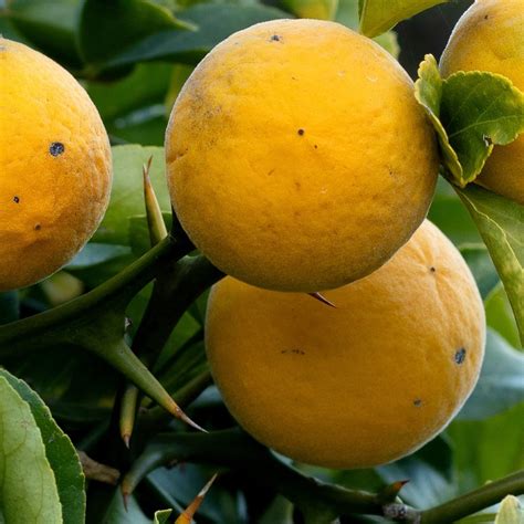 Buy Japanese Bitter Orange Syn Poncirus Trifoliata Syn Aegla