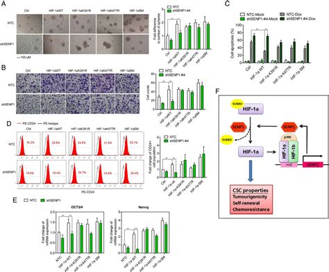 Senp1 Promotes Hypoxia Induced Cancer Stemness By Hif 1α Desumoylation