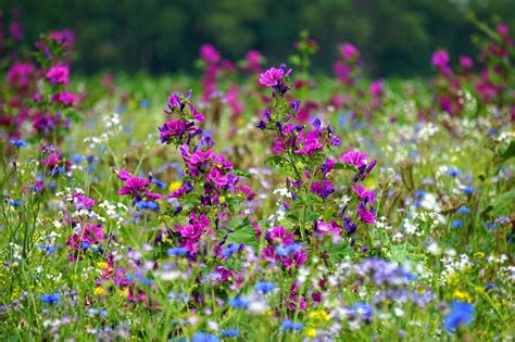 Blumen Wildblumen Blumenwiese Kostenloses Foto Auf Pixabay Pixabay