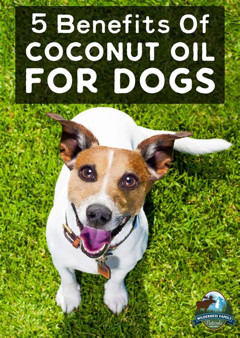 Best 5 Uses Of Coconut Oil For Dogs