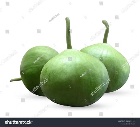 Indian Round Gourd: Over 652 Royalty-Free Licensable Stock Photos ...