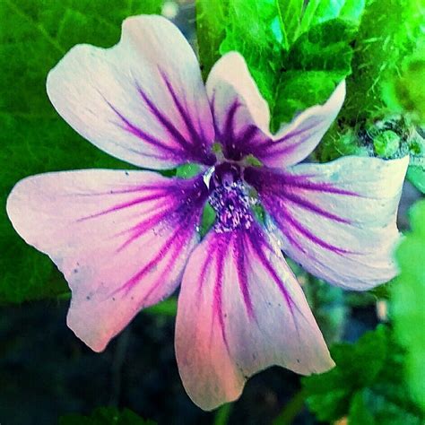 Malva Zebrina Garden Floral Plants Garten Lawn And Garden Flowers