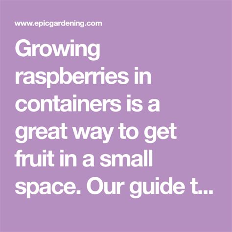 Growing Raspberries In Containers Is A Great Way To Get Fruit In A Small Space Our Guide