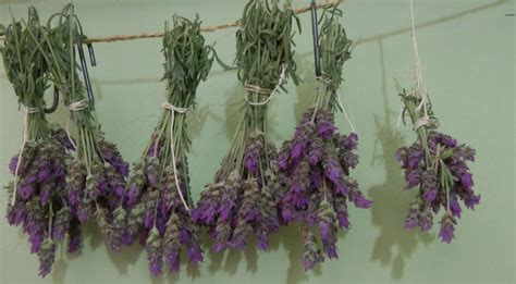 Secar Lavanda Como Secar Flores De Lavanda Em Casa Assim Que Faz